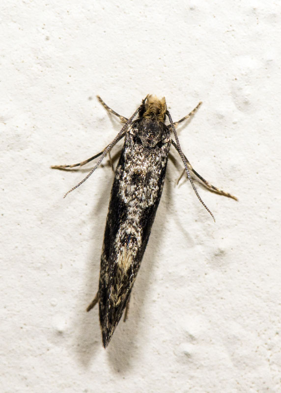 Tineidae - Nemapogon granella